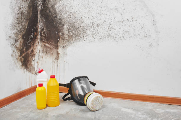 Best Fast Mold Removal  in San Bernardino, CA
