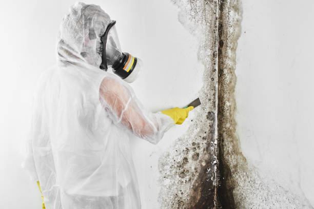 Best Commercial Mold Removal  in San Bernardino, CA