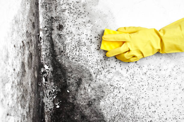 Best Office Mold Removal Services  in San Bernardino, CA