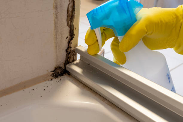 Reliable San Bernardino, CA Mold Removal Solutions
