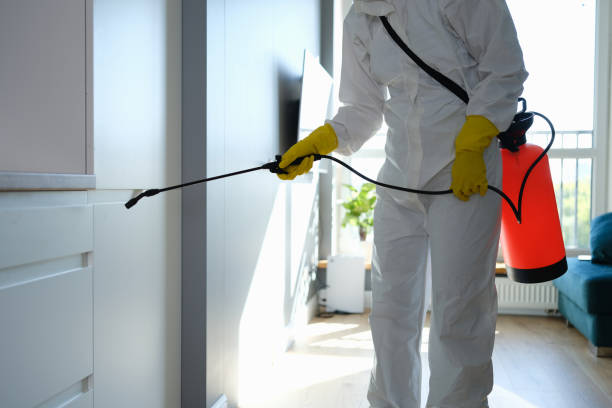 Best Mold Removal Process  in San Bernardino, CA