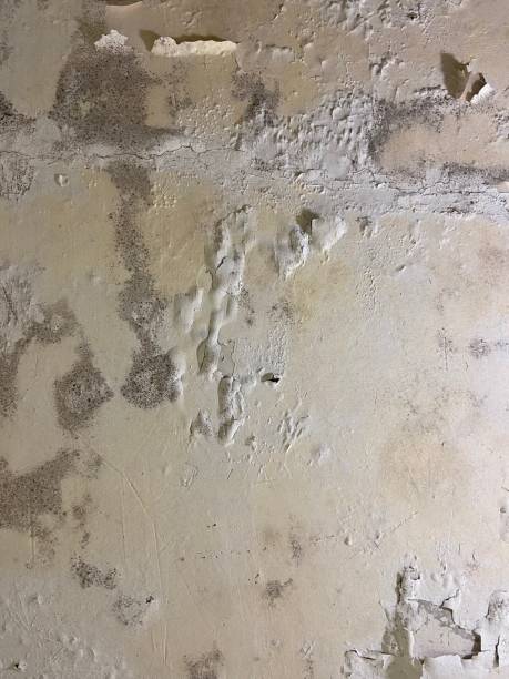 Best Black Mold Removal  in San Bernardino, CA