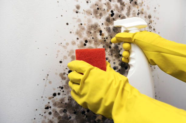 Mold Testing and Removal in San Bernardino, CA