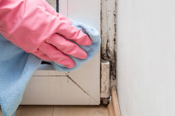 Best Attic Mold Removal  in San Bernardino, CA