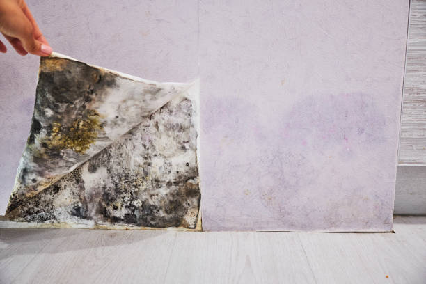 Best Professional Mold Removal  in San Bernardino, CA